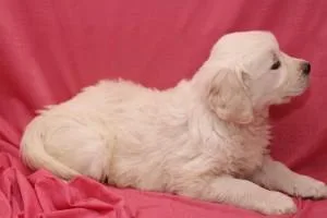 Golden Retriever Puppies