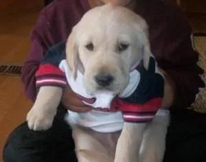 Golden RetriverLab mix