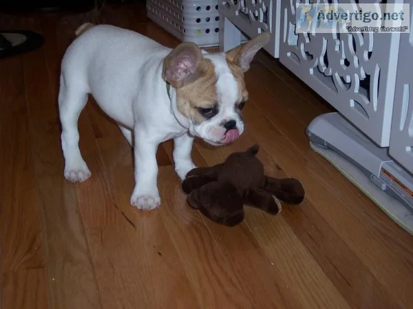 Stunning french bulldog puppy