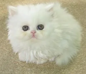 Persian Kittens Available