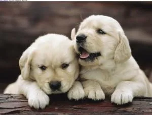 Registered Male and Female Golden Retriever Puppies