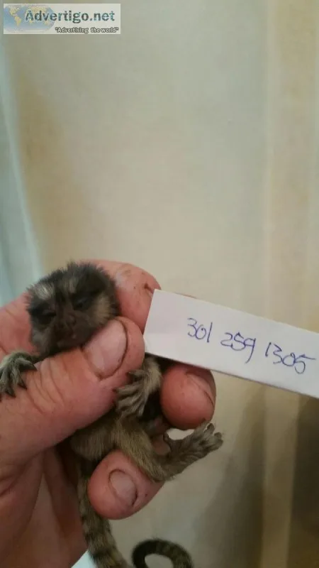 Pygmy Marmoset available