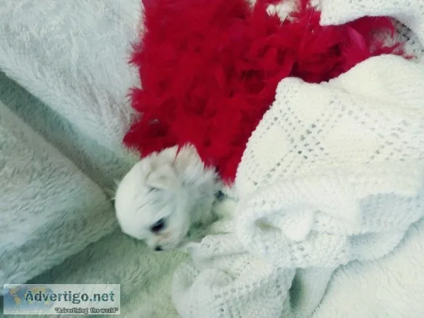 Micro Teacup Maltese Puppies