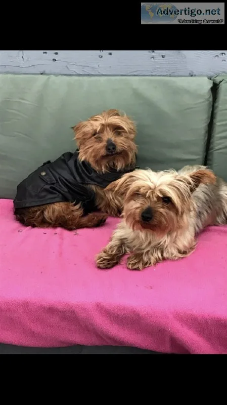 Yorkie puppies