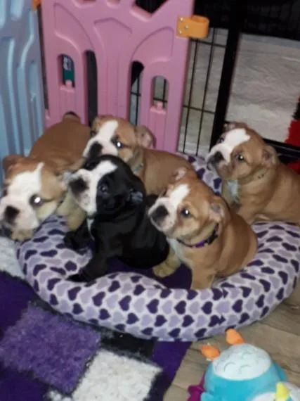 Male and female English Bulldogs for Adoption