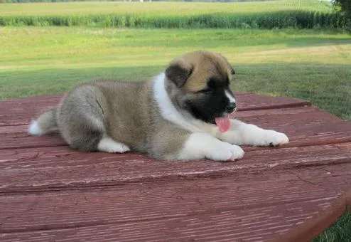 akita puppies