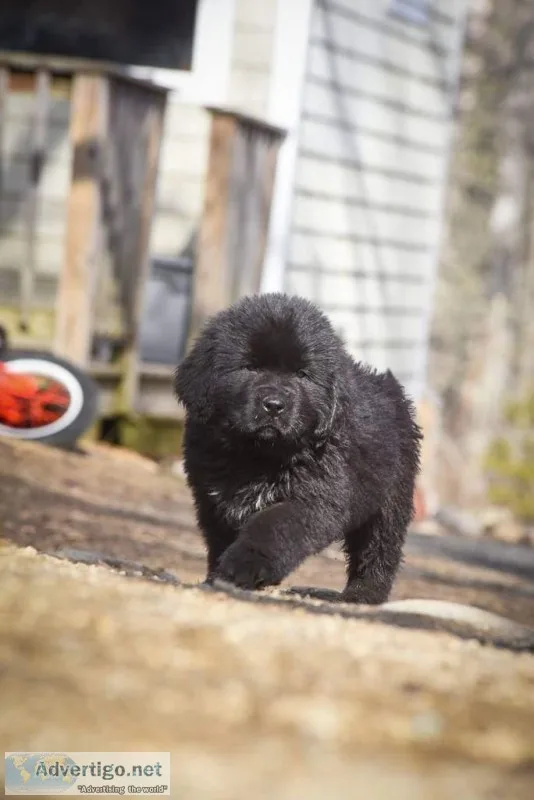 AKC registered Newfoundland puppies