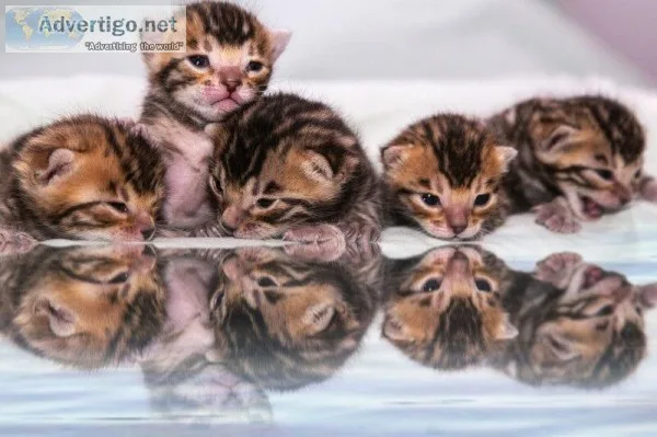Adorable Bengal Kittens -Brown Rosetted Beauties