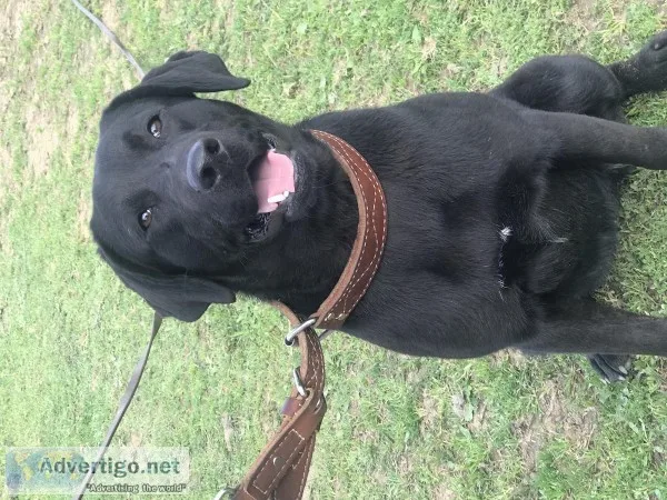 Trained black female Labrador retriever