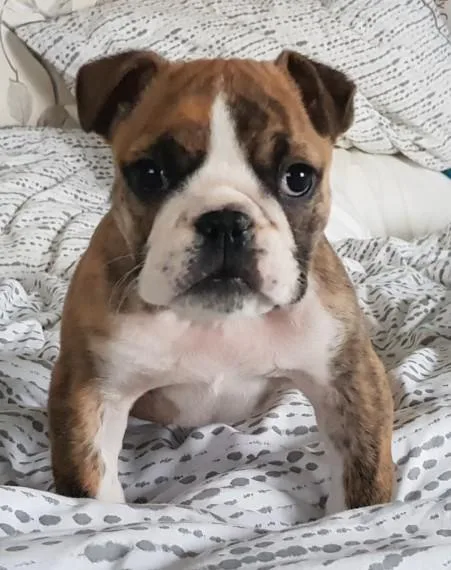 Well Trained French Bulldog Puppies