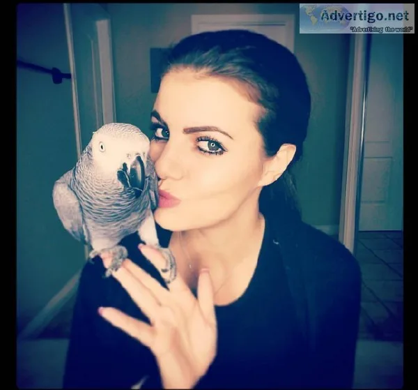 African Grey Parrots