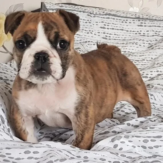 Magnificent English Bulldog Puppies For Re-homing