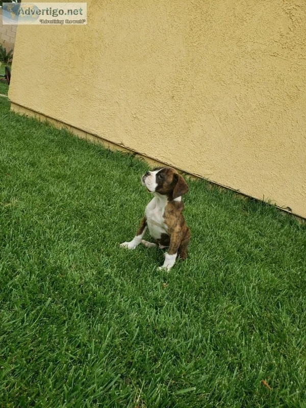 Boxer Puppies