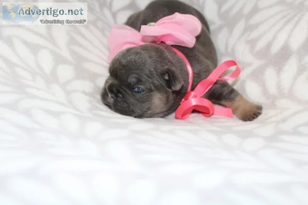 Precious Frenchie Puppy