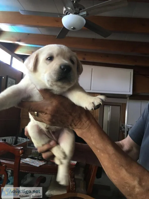 Summer Labrador retrievers