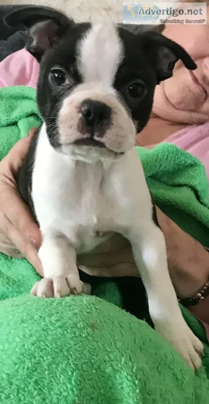 Boston terrier male puppy 13 weeks old