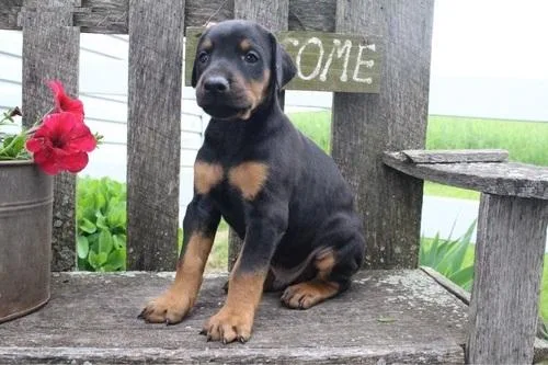 DOBERMAN PINSCHER Pups