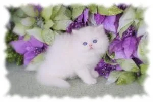 Persian Kitten Available