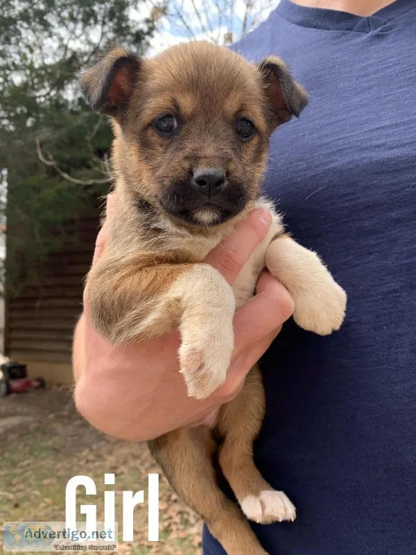 Sheltie mix
