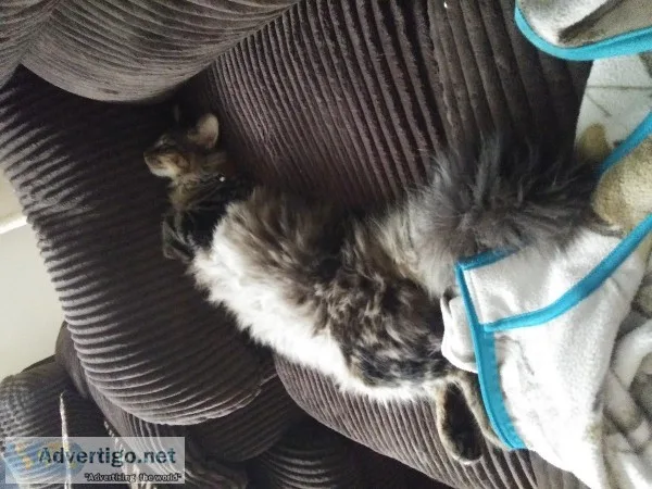 Yr old maincoon mix