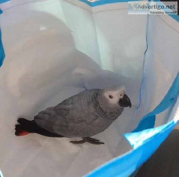 African Grey Parrots Available Now