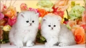 persian kitten for adoption