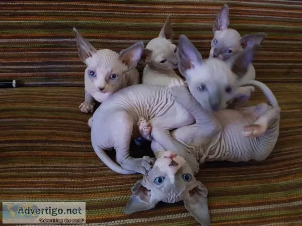 %%Hairless and Scottish fold Kittens Available