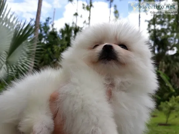 Tiny pomeranian   puppy female