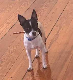 Friendly Chiuahua (Cairo)