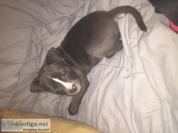 Blue Nose Pit Bull