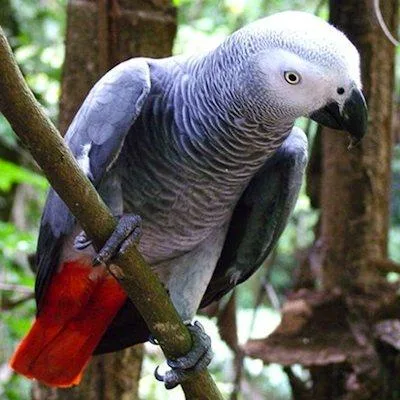 African grey parrots male and female for sale