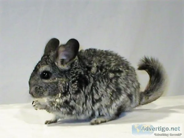 Chinchillas for sale
