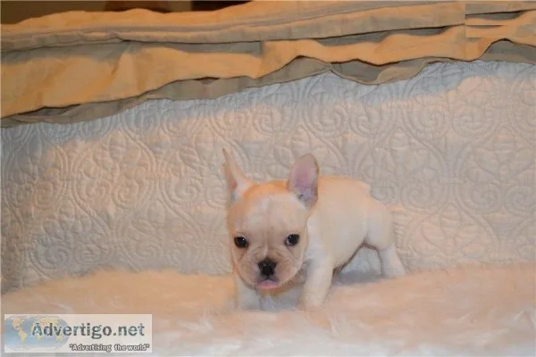Well Trained French Bulldog Puppies