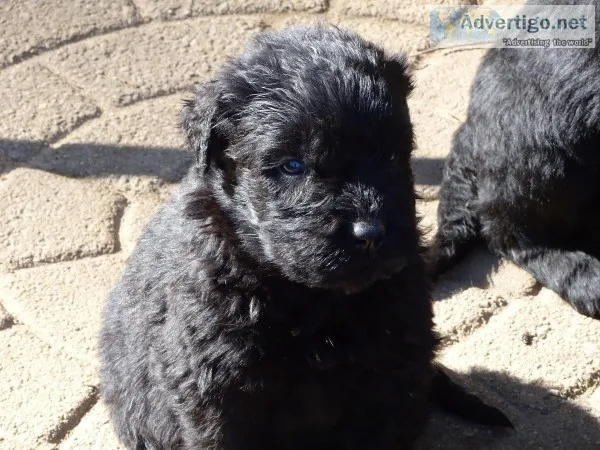 Black Russian Terriers