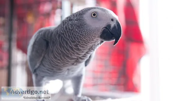 African Grey Parrot for sales....