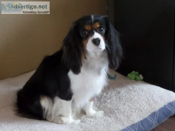 Cavalier Puppies