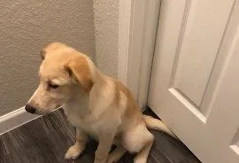 HuskyGolden retriever mix