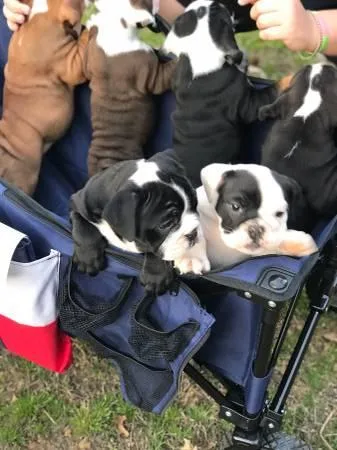 Beautiful Blue and White Pied French Bulldog Pups