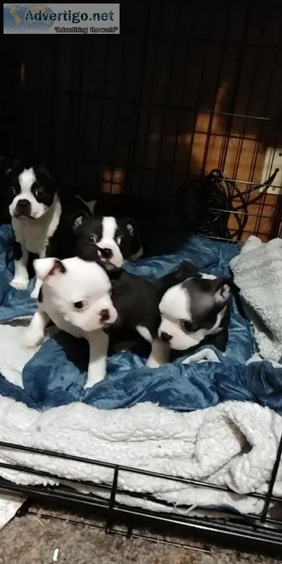 Fenchton puppies