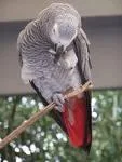 Home Raised African Grey