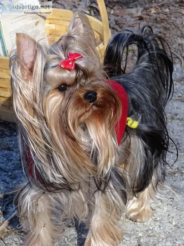 Purebred Yorkie male