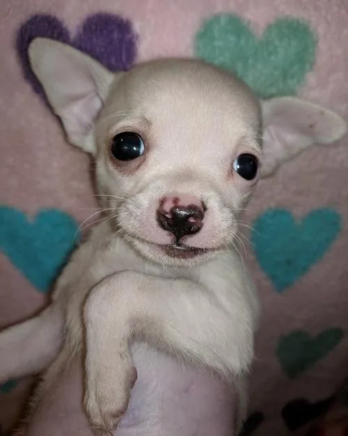 Ckc Teacup Chihuahua Puppies
