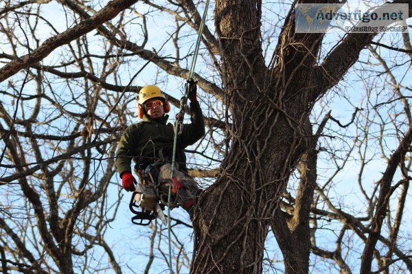 Resident and commercial tree service