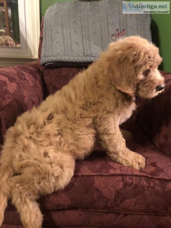 Labradoodle puppies