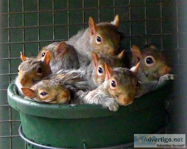 Find a Way to Getting Rid of Ground Squirrels