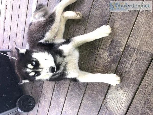 Syberian husky