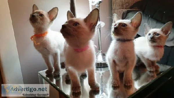 Stunning Blue Siamese Kittens