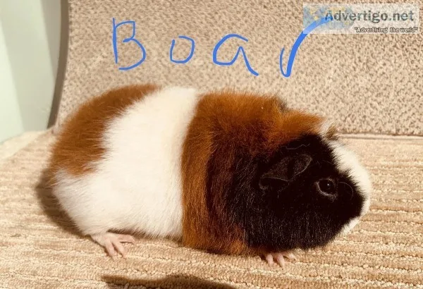 Guinea pig Teddy