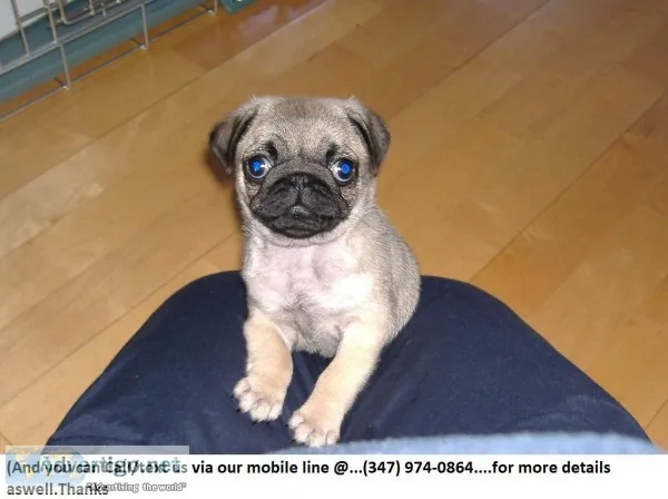 Sparkling Beautiful Akc Reg Pug Puppies Ready for Re-Homing..
