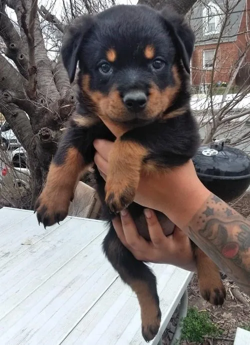 Ckc Healthy Rottweiler Puppies Ready Now
